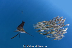 Sailfish hunting sardines about 30-40 miles off the coast... by Peter Allinson 